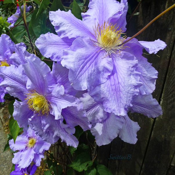 blue clematis-fenceline-SwittersB photo