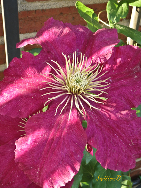 clematis, garden, Portland, SwittersB