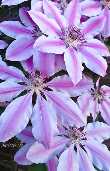 clematis, SwittersB, Portland