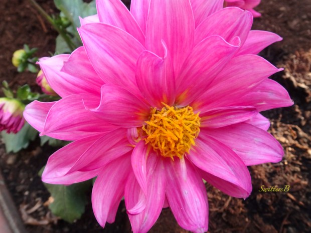 dahlia-garden-photo-SwittersB