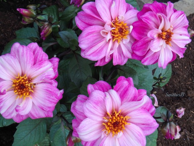 Dahlias-SwittersB