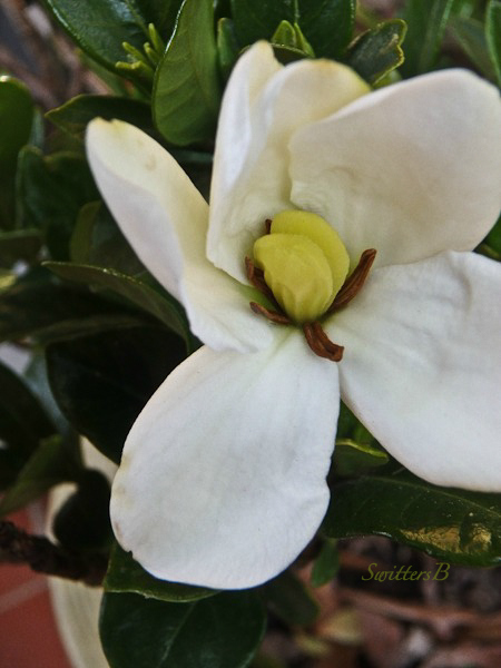 Gardenia jasminoides, Gardenia, bloom, Portland, SwittersB, image