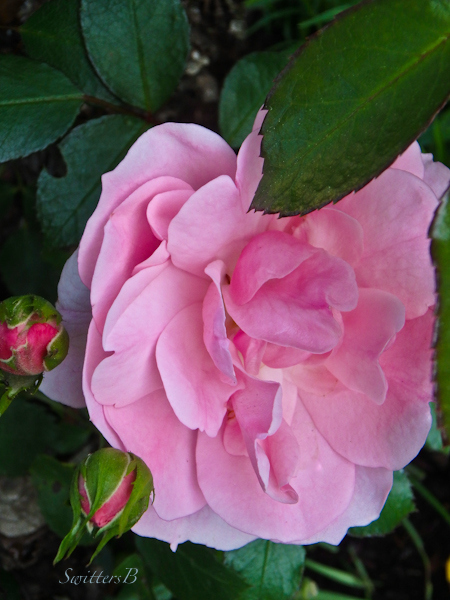 pink rose, hidden beauty, photo, garden, SwittersB