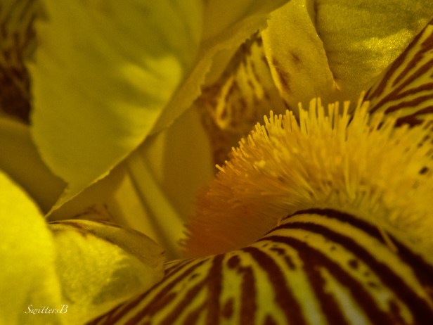 beard-Iris-flower-photo-SwittersB