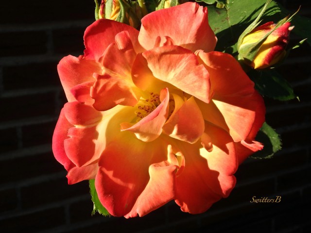 Joseph's Coat-SwittersB-Rose-Portland