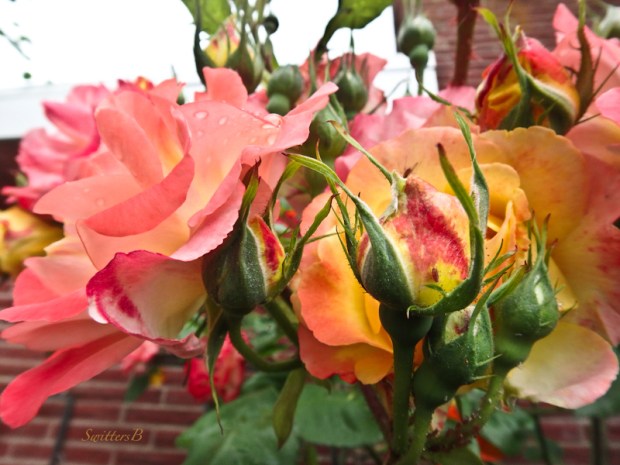 Joseph's Coat, Roses, Garden, SwittersB