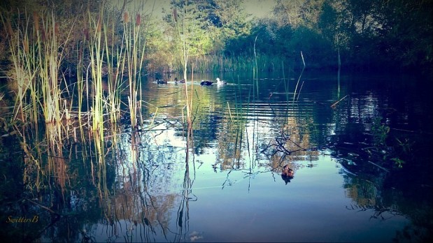 KatyH-farm-pond-rural-KHam-Missouri