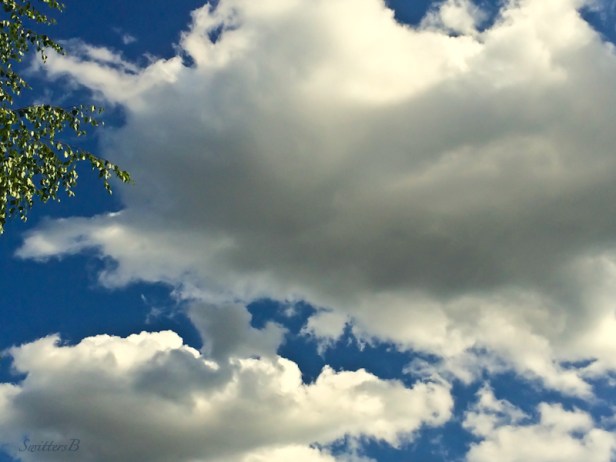 leaves-clouds-Springtime-photo-SwittersB