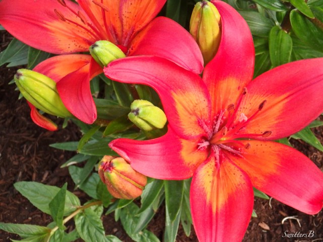 lillies-flowers-garden-macro-photo-SwittersB