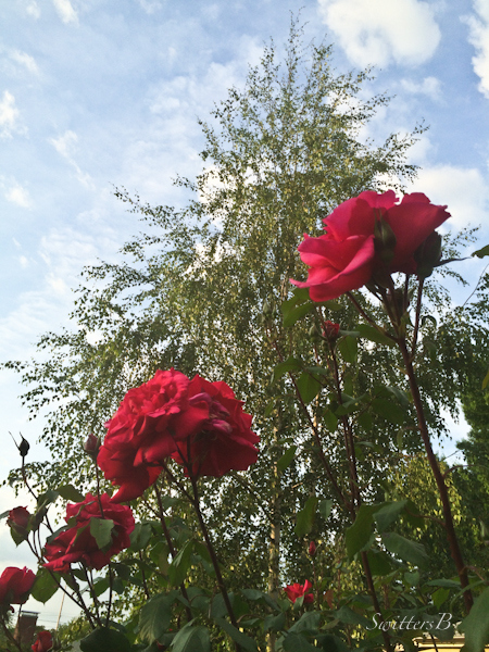long stems-roses-sky-birch-garden-SwittersB