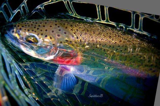 Net-Trout-SwittersB-colors-spectrum