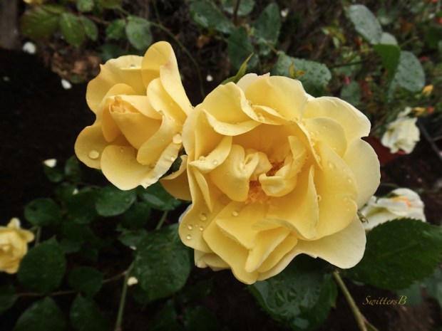 yellow roses-Portland-garden-photo-SwittersB