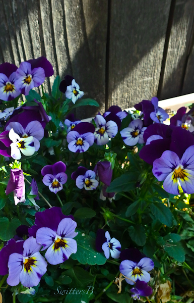 pansies-fence-garden-photo-SwittersB