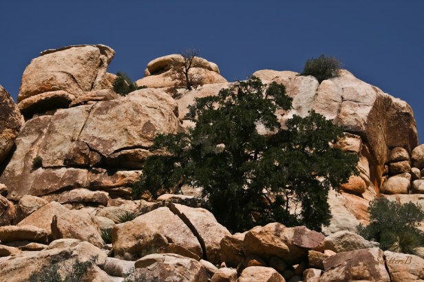 pinyon tree-barker dam-Joshua Tree-SwittersB