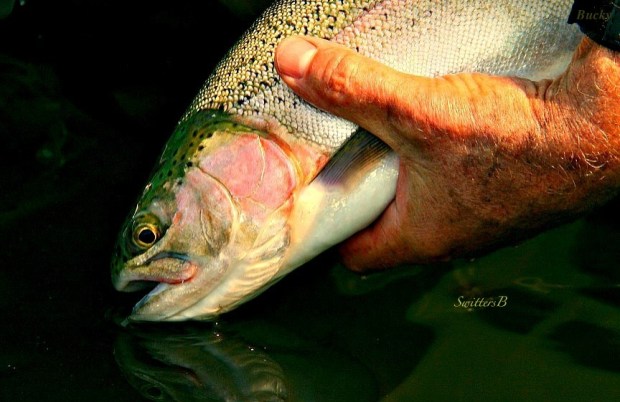 rainbow trout-released-Oregon-fishing-photo-SwittersB-Bucky
