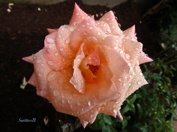 rose-raindrops-garden-photo-Portland-SwittersB