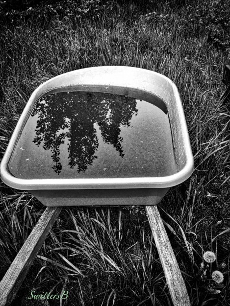 reflection-wheelbarrow-water-tall grass-dandelions-SwittersB
