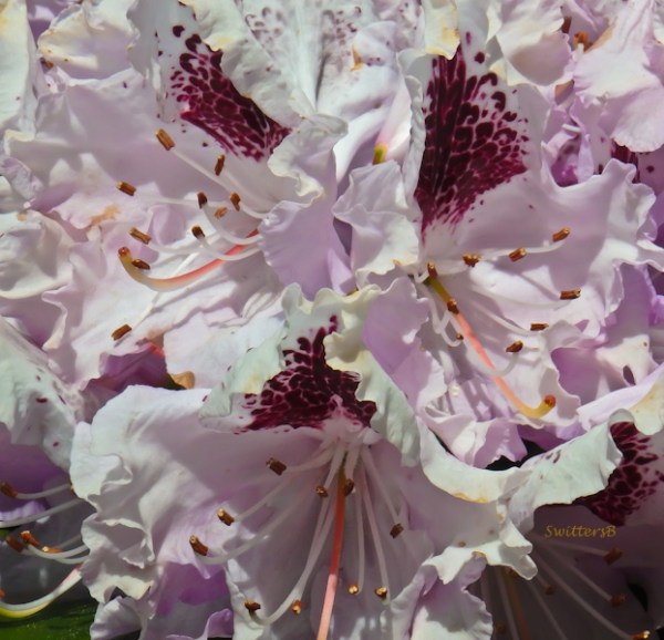 Rhody, Rhododendron, garden, photo, SwittersB
