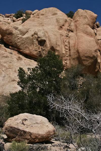 rocks-layers-Joshua Tree NP-SwittersB