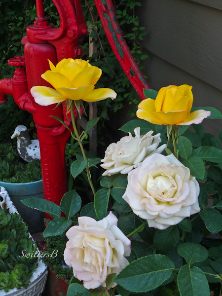 rose-garden-SwittersB