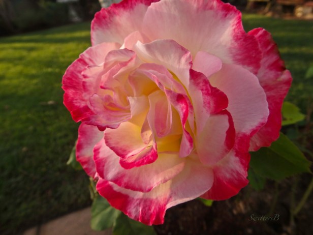roses, flamboyant, garden, Portland, SwittersB