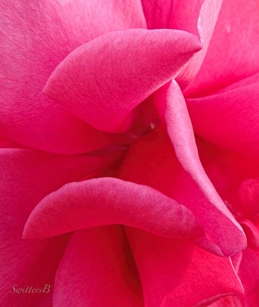 rose petals, roses, petals, photo, macro, SwittersB, sensuous