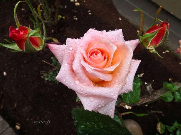 raindrops, roses, Spring, Portland, photo, SwittersB