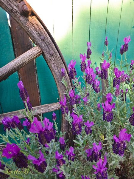wagon wheel-lavender-fence-photo-SwittersB