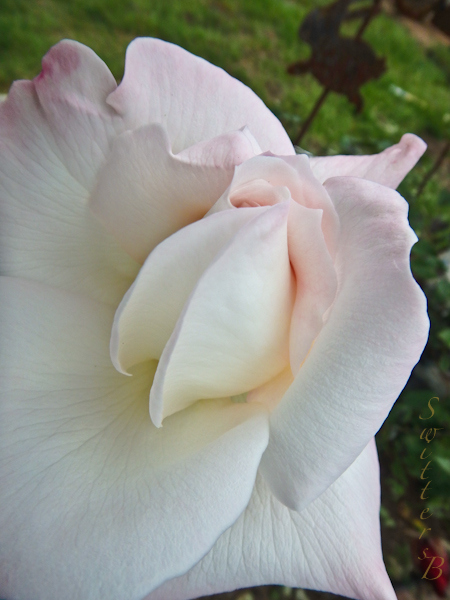 White Rose-SwittersB-Portland-Garden