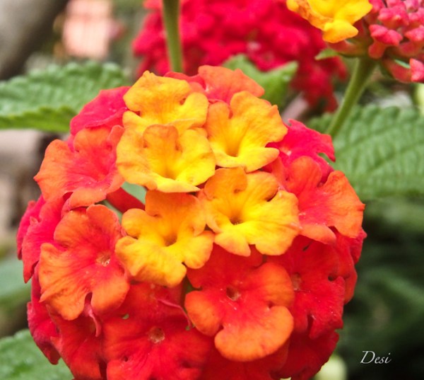 Desi-butterflies-SwittersB-flower