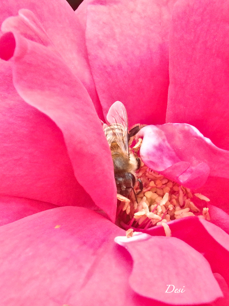 bee-red rose-Desi-macro-SwittersB