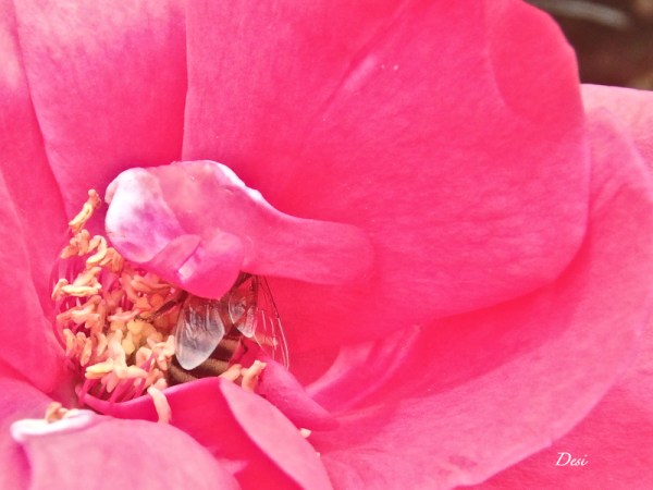 Red rose-honey bee-Desi-SwittersB