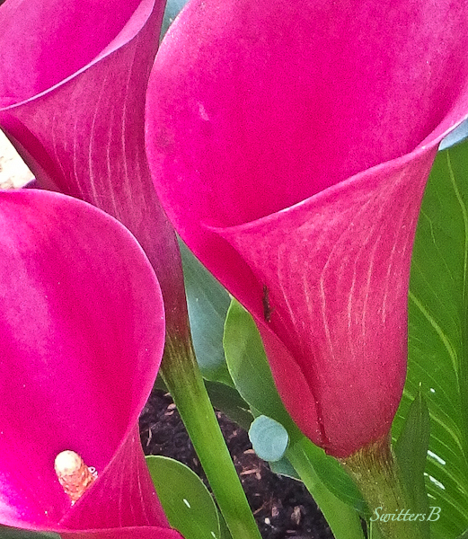 calla lily, flowers, backyard, SwittersB