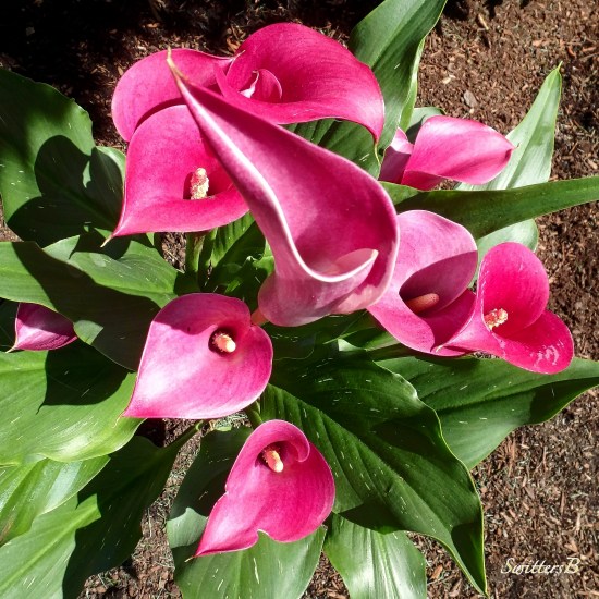 calla lillies, garden, Portland, SwittersB