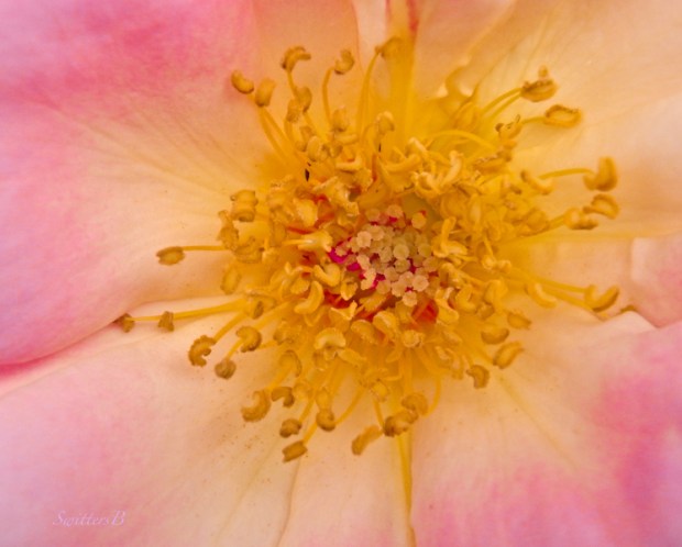beauty-rose-inside-stamens-flowers-SwittersB