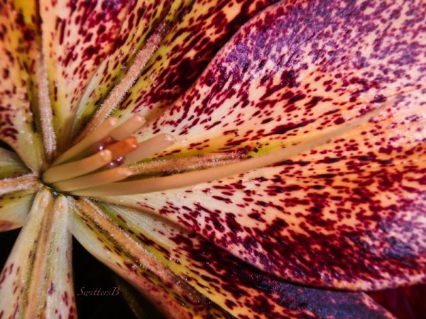 Lily, cut flowers, macro, SwittersB