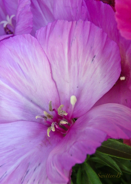 beauty, flaws, flowers, SwittersB