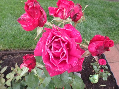 battered roses, SwittersB