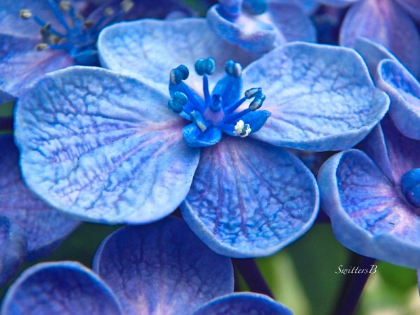 hydrangea but opening-SwittersB
