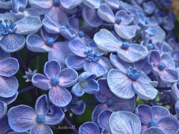 hydrangea-backyard-SwittersB