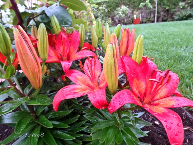 Lillies-garden-photo-SwittersB