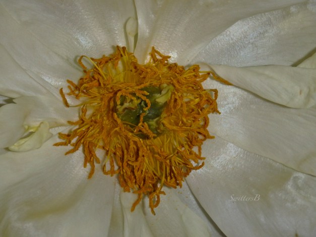 old flower, vintage, photo, SwittersB