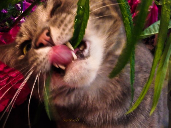 Penny, flowers, SwittersB, cat