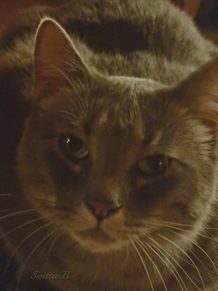 Penny, cat, pet, SwittersB