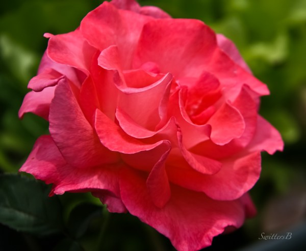 Pink Rose-petals-SwittersB