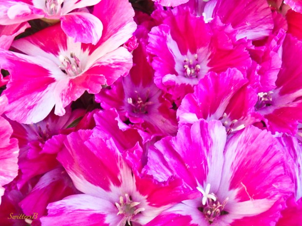 prolific-Godetia-flowers-backyard-SwittersB