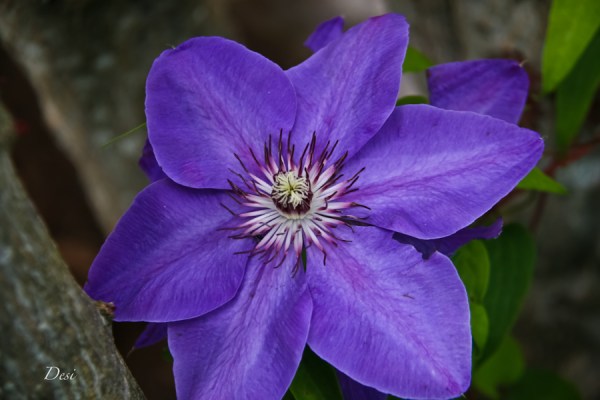 purple clematis-Desi-SwittersB