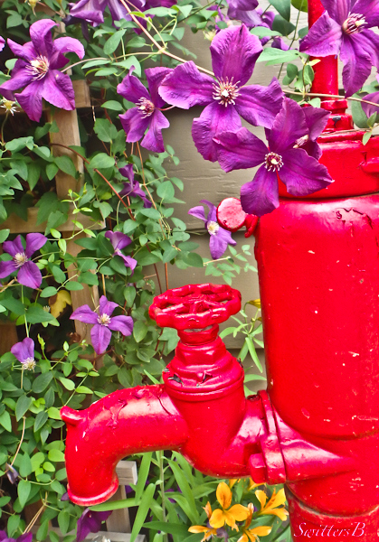 red pump, backyard, clematis, SwittersB