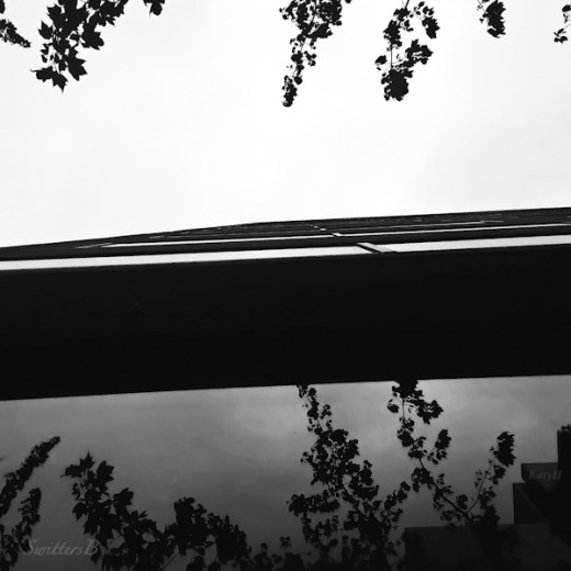 reflections-trees-building-Portland-SwittersB-KH