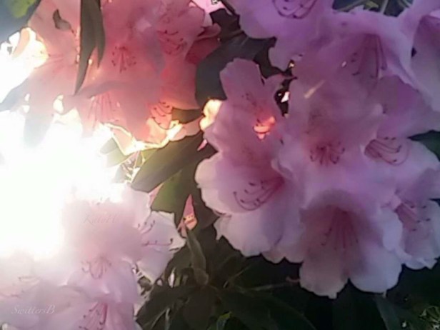 Rhody-dreamy-SwittersB-KH-garden-dream